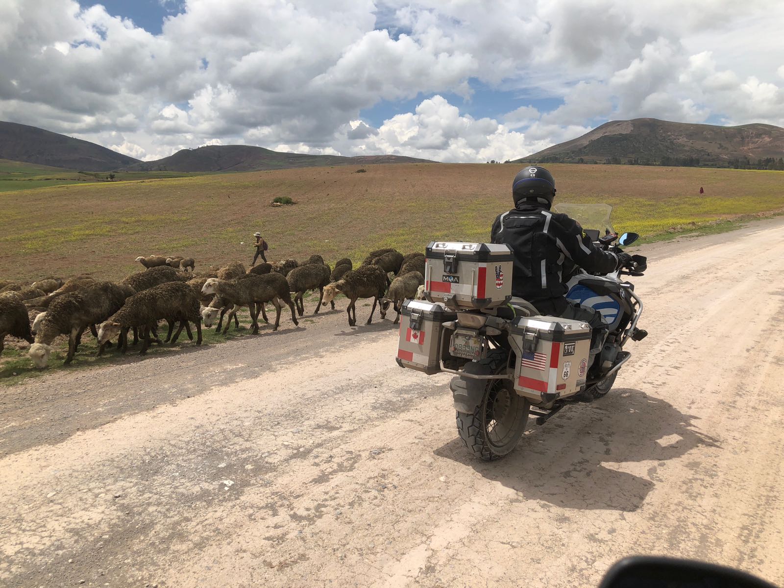 Phil on bike riding past sheep in Peru